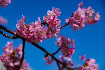 Kawazu cherry blossoms in full bloom at the park close up handheld