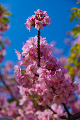 Kawazu cherry blossoms in full bloom at the park close up handheld