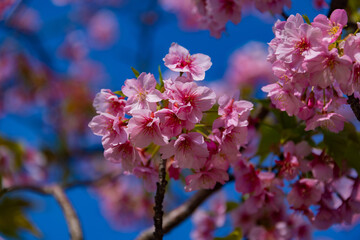 Kawazu cherry blossoms in full bloom at the park close up handheld