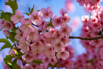 Kawazu cherry blossoms in full bloom at the park close up handheld