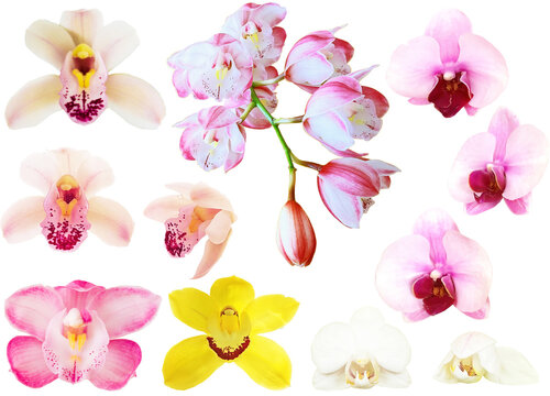 シンビジューム Images – Browse 657 Stock Photos, Vectors, and