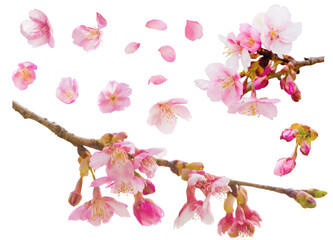 切り抜き透過素材セットー河津桜 © Naomint