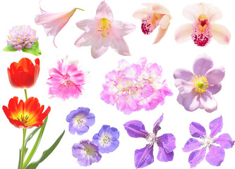 Fototapeta na wymiar 切り抜き透過素材セットー紫とピンクの花