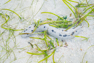 sea cucumbers in shallow sea waters