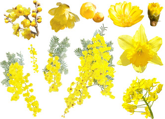 切り抜き透過素材セットー早春の黄色い花