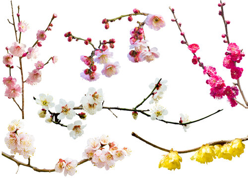 梅 Images – Browse 151,091 Stock Photos, Vectors, and Video