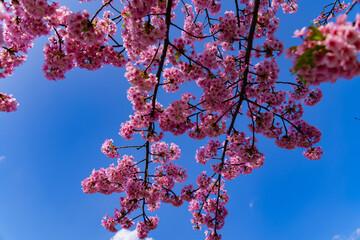 Kawazu cherry blossoms in full bloom at the park long shot