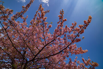 Kawazu cherry blossoms in full bloom at the park