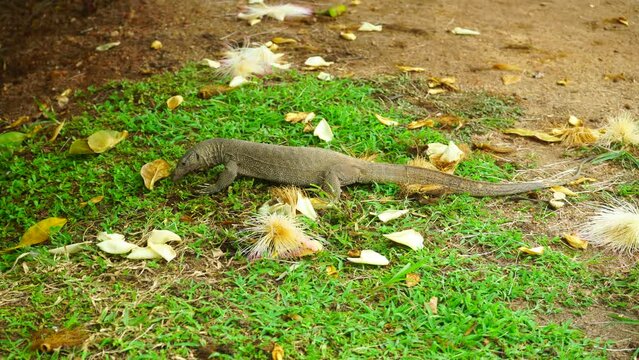 Goanna lizard digs the ground with its claws