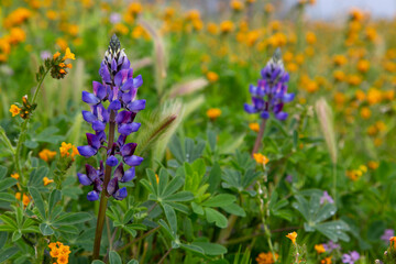 Purple Sky Lupine Bokeh in Vibrant Meadow with Spring Wild Flowers Blooming
