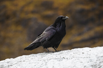 Raven perching on a glacier
