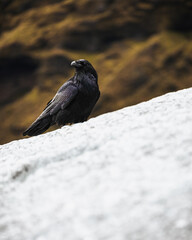 Raven perching on a glacier