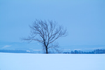 Obraz premium 雪景色と枯れ木の丘の風景、北海道美瑛町