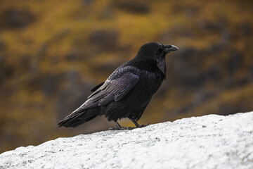 Raven perching on a glacier