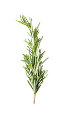 fresh rosemary isolated on transparent png