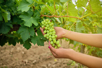Experiencing the Tradition: Woman's Hands in Tarija Vineyard Picking Grapes