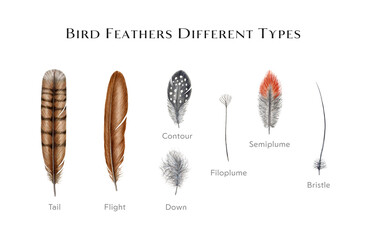 Bird feather types set. Watercolor illustration. Various bird feather style collection. Flight, tail, down, contour semiplume feathers. Avian plumage study table © anitapol