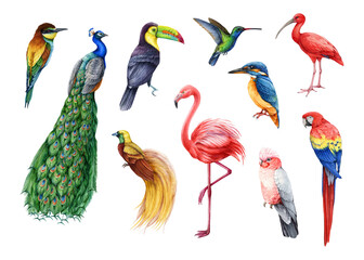 Tropical birds illustration set. Hand drawn peacock, hummingbird, kingfisher, toucan, flamingo, parrot, red macaw, paradise bird beautiful aves. Bright colorful exotic wildlife tropical animals