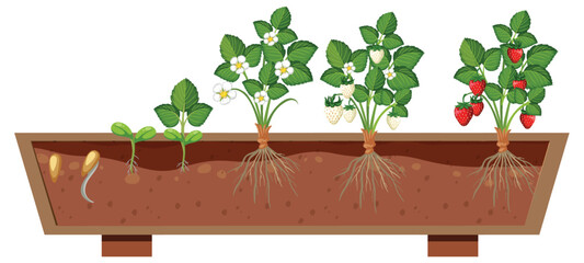 The growth stages of a strawberry plant