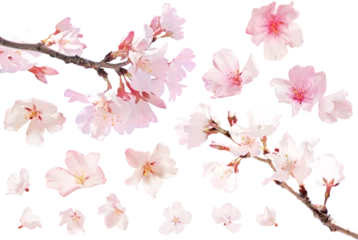 Fotobehang 切り抜き透過素材セットー桜 © Naomint