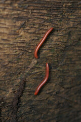 Trigoniulus corallinus sometimes called the rusty millipede or asian millipede