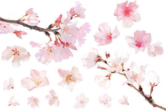 切り抜き透過素材セットー桜