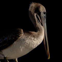 Pelecanus occidentalis