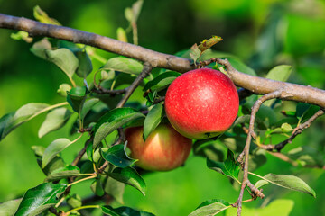 Fresh apples grow on the tree in the orchard