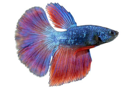 Siamese fighting fish isolated on a white background. Clipping path	
