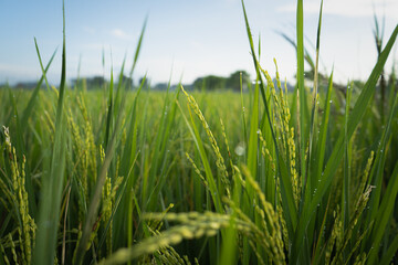 Rice field or paddy field. Close up yellow rice seed ripe and green leaves on sunrise and cloudy in the morning.
