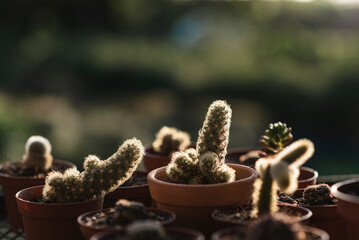 horizontal image of several pots with small cacti with a beautiful sunlight on them