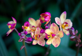 Close-up of Spathoglottis orchids, sepals, and petals are yellow with a purple dots pattern. The flower orchid bouquet bloom in natural soft light on green leaf backgrounds.