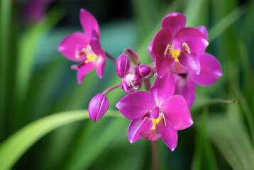 Fototapeta na wymiar Close-up of Spathoglottis orchids, sepals, and petals are pinkish purple and the lip are yellow. The flower orchid bouquet bloom in natural soft light on green leaf backgrounds.