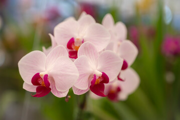 Close-up of Phalaenopsis orchids, sepals, and petals are light pink and white with a pattern and lips are red-purple. Fragrant. The flower orchids bloom in natural soft light in the garden.