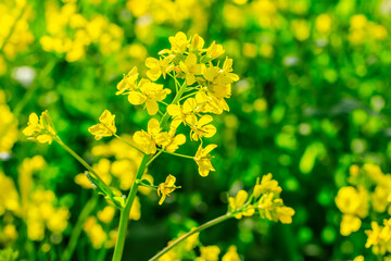 Beautiful rape flowers bloom in spring
