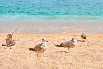 birds (calidris alba) on the beaches of baja california sur, cabo san lucas, in the background the blue sea.