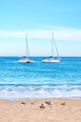 birds (calidris alba) on the beaches of baja california sur, in the background 2 sailboats on the deep ocean of cabo san lucas, (sea of cortes).
