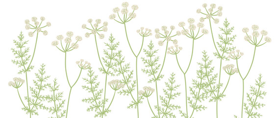 Fototapeta na wymiar caraway, field flowers, meridian fennel , vector drawing wild plants at white background, floral elements, hand drawn botanical illustration