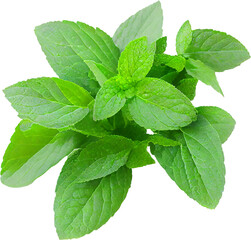 Fresh leaves of mint isolated.