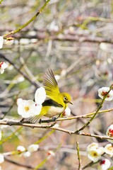 梅林の白い梅の花の枝で羽ばたくめじろという名前の緑色の小鳥、縦