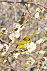 梅林の白い梅の花の枝にとまる目白という名前の鳥、縦