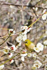 満開の白い梅の花の枝にとまるメジロという名前の鳥、縦