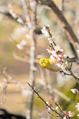 白梅の花の枝にとまり、こちらを見つめる1羽の緑色の小鳥、メジロ、縦位置