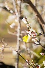 白い梅の花の枝にとまる1羽の可愛いフワフワの緑色の小鳥、メジロ、縦