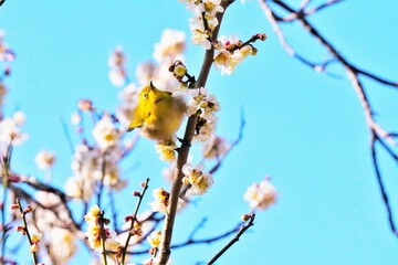 青空を背景に白梅の枝で体の羽毛をふんわりと膨らませるウグイス色の小鳥、メジロ