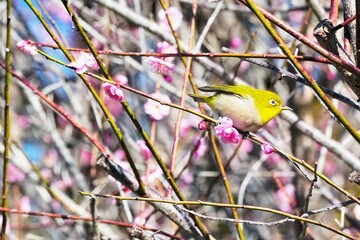 梅林のピンクの梅の花の枝にとまるふわふわのウグイス色の小鳥、メジロ