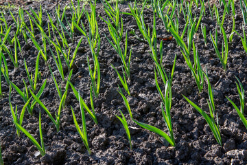 Young organic garlic (Allium Sativum) growing in the garden. Sunlit garlic green leaves.