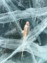 Ice Traped Fish