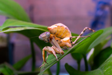 Double Shield Praying Mantid on a leaf