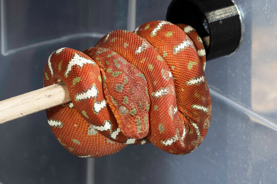 Red Neonate Emeral Tree Boa 